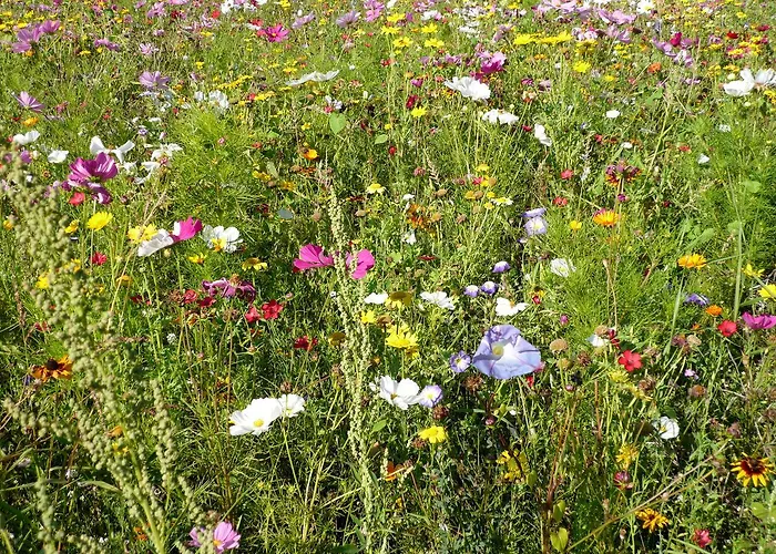 Griesser 招待所 卡普伦